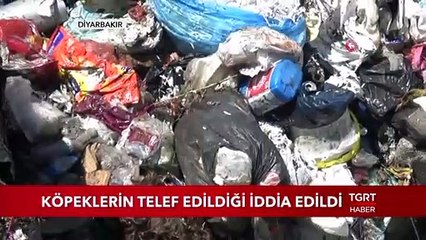 Köpeklerin Telef Edildiği İddia Edildi