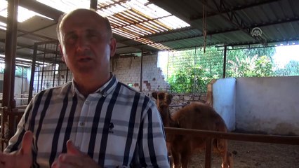 Aydın'dan deve sütü ihracatı için proje