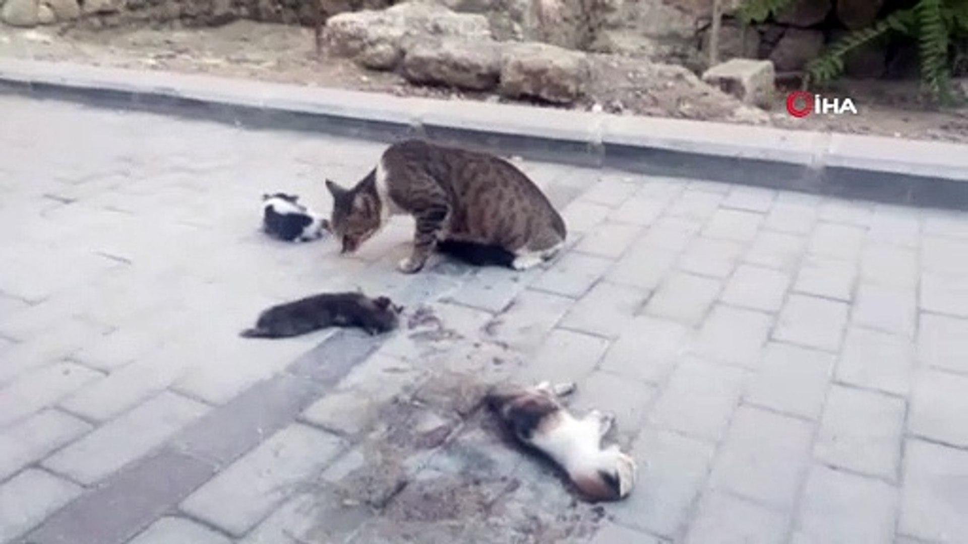 Anne Kedi Olen Yavrularinin Basindan Ayrilmadi Dailymotion Video