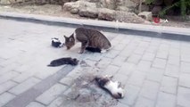 Anne kedi ölen yavrularının başından ayrılmadı