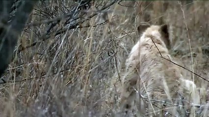 진천출장안마 ☎{Ø1Øm7307v5207}♥{ 카톡SBS88 }【예v약ヌ금nO!】진천출장안마 진천출장마사지 -황제 진천오피 진천출장전문업소 진천출장안마 =진천콜걸