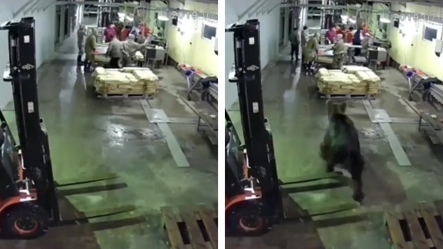 Un ours fait irruption dans une usine de poissons