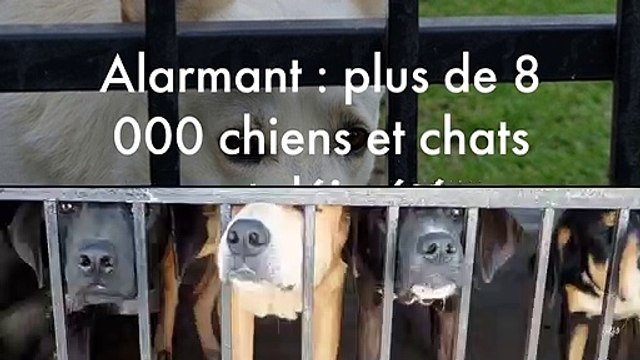 Alarmant : plus de 8 000 chiens et chats ont déja été abandonnés cet été !