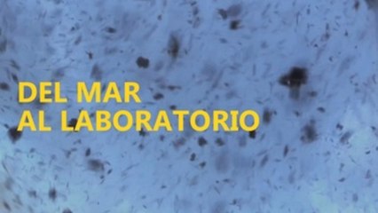 Entre el mar y la probeta, nuevas soluciones para la salud y la alimentación