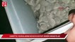 Tepki çeken video: Caretta caretta yavrularını kovaya koyup, denize bıraktılar