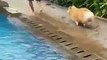 Ce gros Corgi adore nager. Regardez comment il s'amuse dans la piscine !