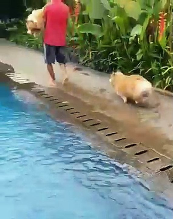 Ce gros Corgi adore nager. Regardez comment il s'amuse dans la piscine !