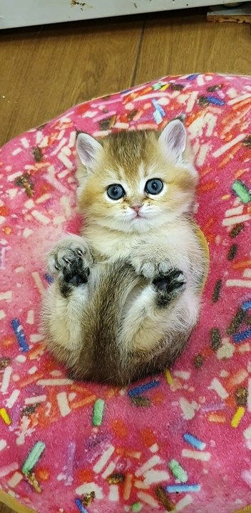 Adorable Kitty in a Doughnut