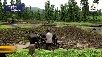 ગુજરાતમાં 38 ટકા વરસાદથી સાર્વત્રિક હરખની હેલી