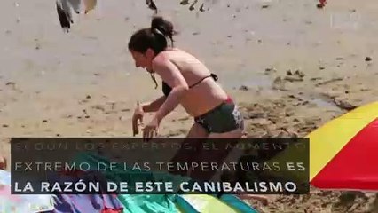 Gaviotas hambrientas se vuelven caníbales y empiezan a devorarse entre ellas