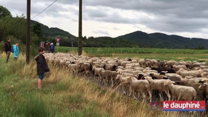 DRÔME : Balade au rythme des brebis
