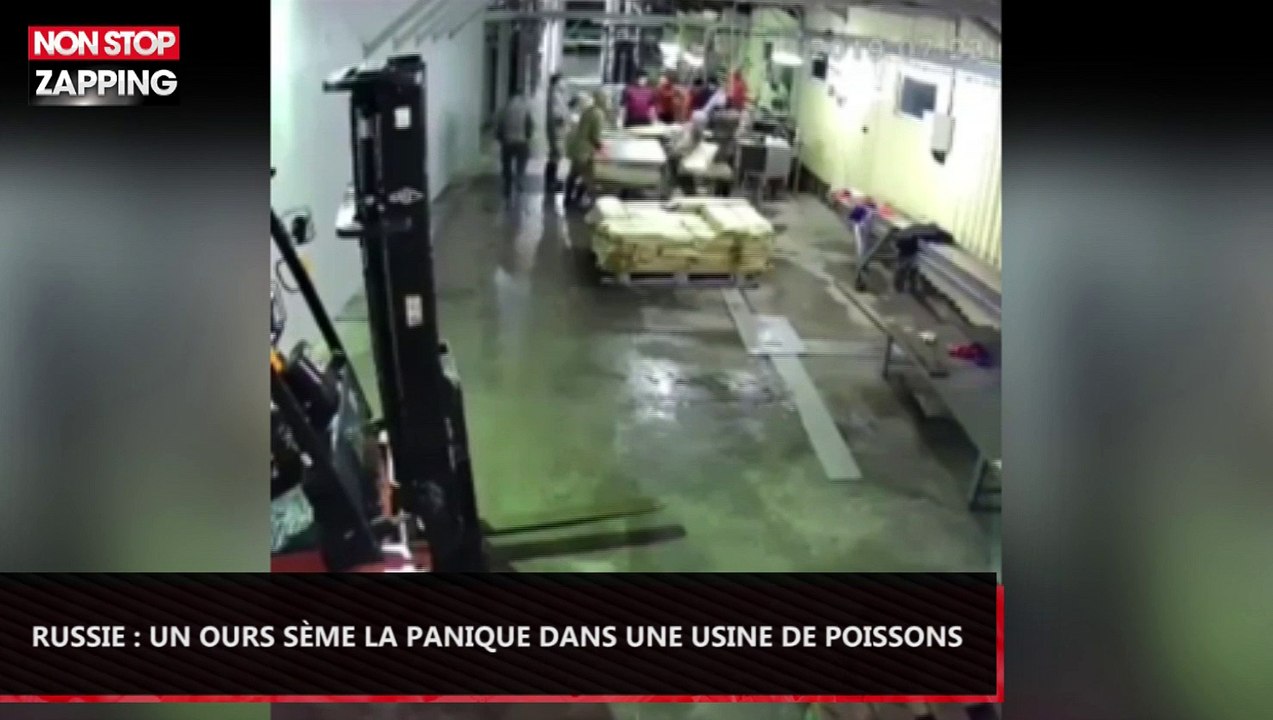 Russie : Un ours sème la panique dans une usine de poissons (Vidéo)