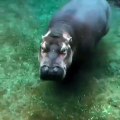 Cet hippopotame salut la caméra avec un sourire. Trop chou !