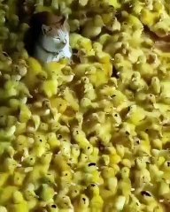 Lorsqu'un chat se retrouve en plein milieu de pigeons. Marrant !
