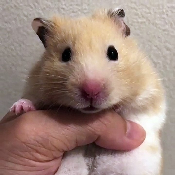 Ce hamster est trop cute. Admirez la !