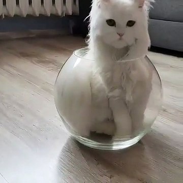 Quand une sublime chatte essaie d'entrer dans un bocal. Marrant !