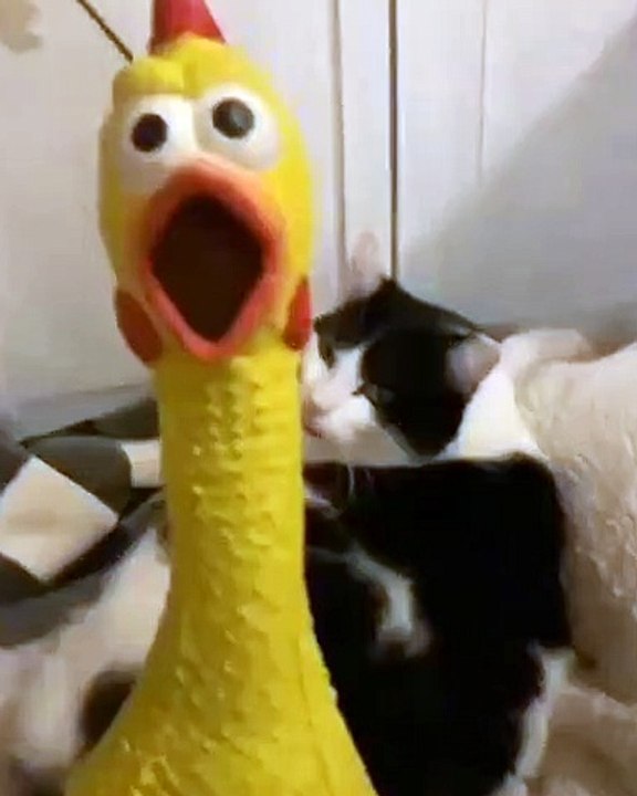 Regardez comment ce chat a peur d'un coq en peluche. Trop drôle !