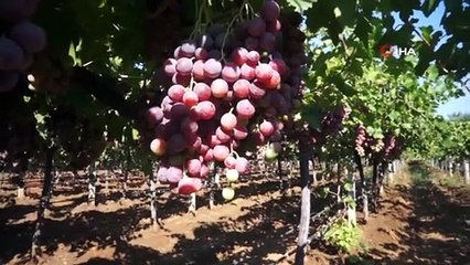 Sarıgöl ovasında üzüm türleri çoğaldı