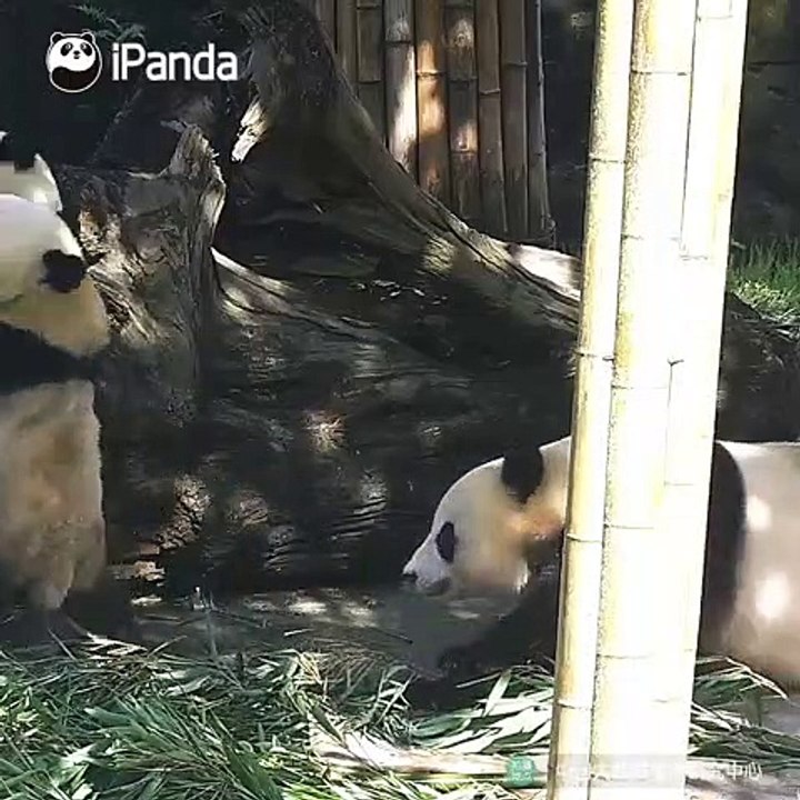 Quand une maman panda essaie de séparer ses enfants qui se battent. Trop chou !