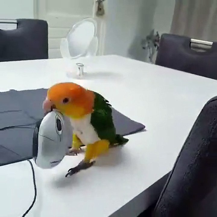 Ce perroquet danse avec sa souris. Trop marrant !