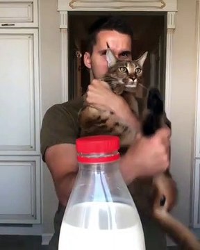 Ce chaton et son maître essaie de faire le bottle cap challenge. Amusant !