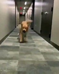 Ce chien déteste porter son vêtement contre la pluie. Amusant !