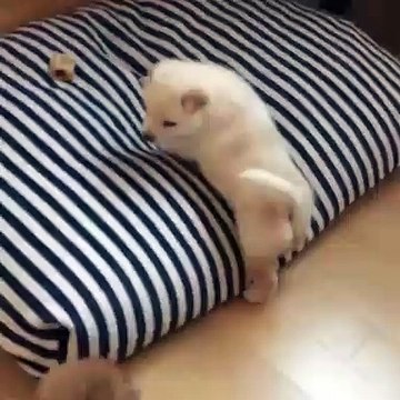 Quand deux chiots se battent pour un lit. A mourir de rire !