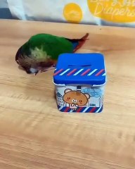 Adorable ! Cette perruche a bien été dressé pour conduire un mini vélo.