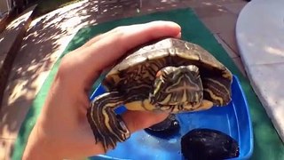 Turtles At The Pool  Tortugas En La Piscina - Exotic And Aquatic Turtles - Tortugas De Agua