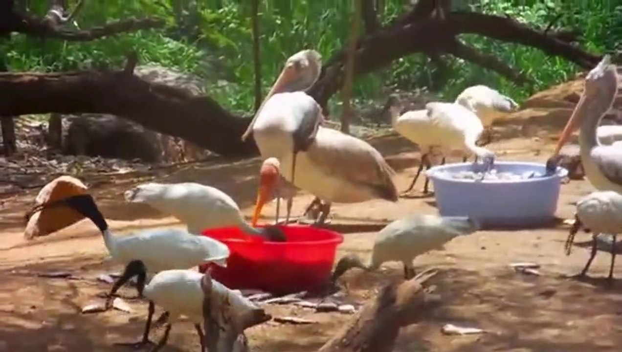 NEHRU ZOO HYDERABAD - HD Video - Complete Coverage