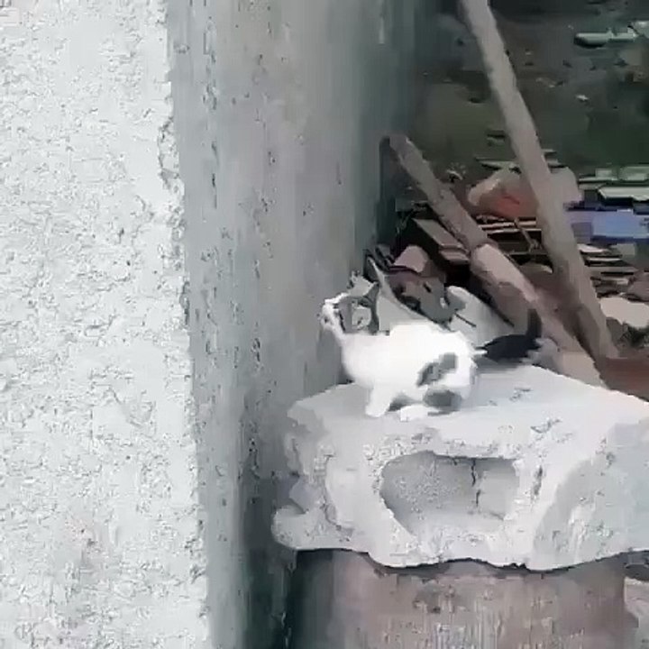 Ce chaton est la preuve qu'il ne faut pas abandonner. Observez!