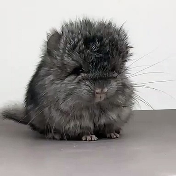 Essayez de ne pas craquer pour l'adorable face de ce bébé chinchilla !