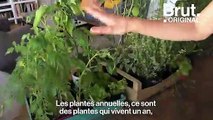 5 conseils pour aménager un potager urbain sur son balcon