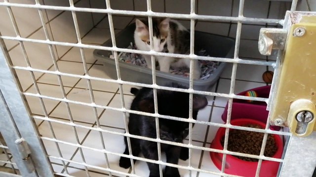 Ces deux chatons s'amusent bien avec le micro France Bleu Normandie