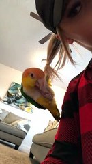 Poor Parrot Takes a Plunge