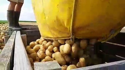 Récolte de pommes de terre à Faronville (Loiret)