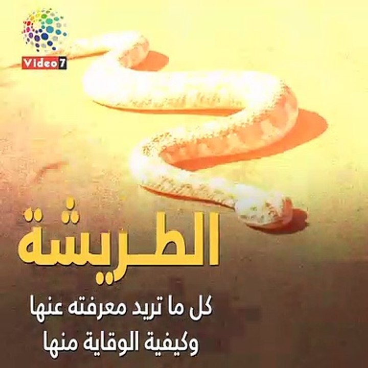 الطريشة..كل ما تريد معرفته عنها وكيفية الوقاية منها (فيديو جراف)