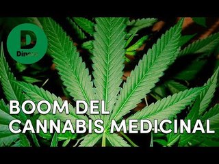 Cannabis medicinal: Colombia se vuelve potencia