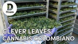 Clever Leaves, cannabis colombiano