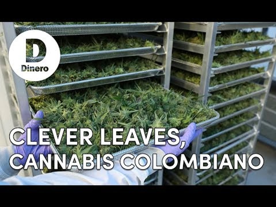 Clever Leaves, cannabis colombiano