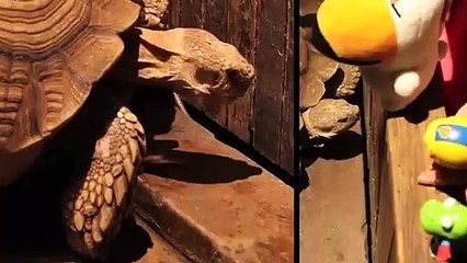 신시가지출장안마 -후불100%ョ OiOW2671W8135｛카톡ZHF526｝ 신시가지전지역출장안마 신시가지오피걸 신시가지출장마사지 신시가지안마 신시가지출장마사지 신시가지콜걸샵ノハバ