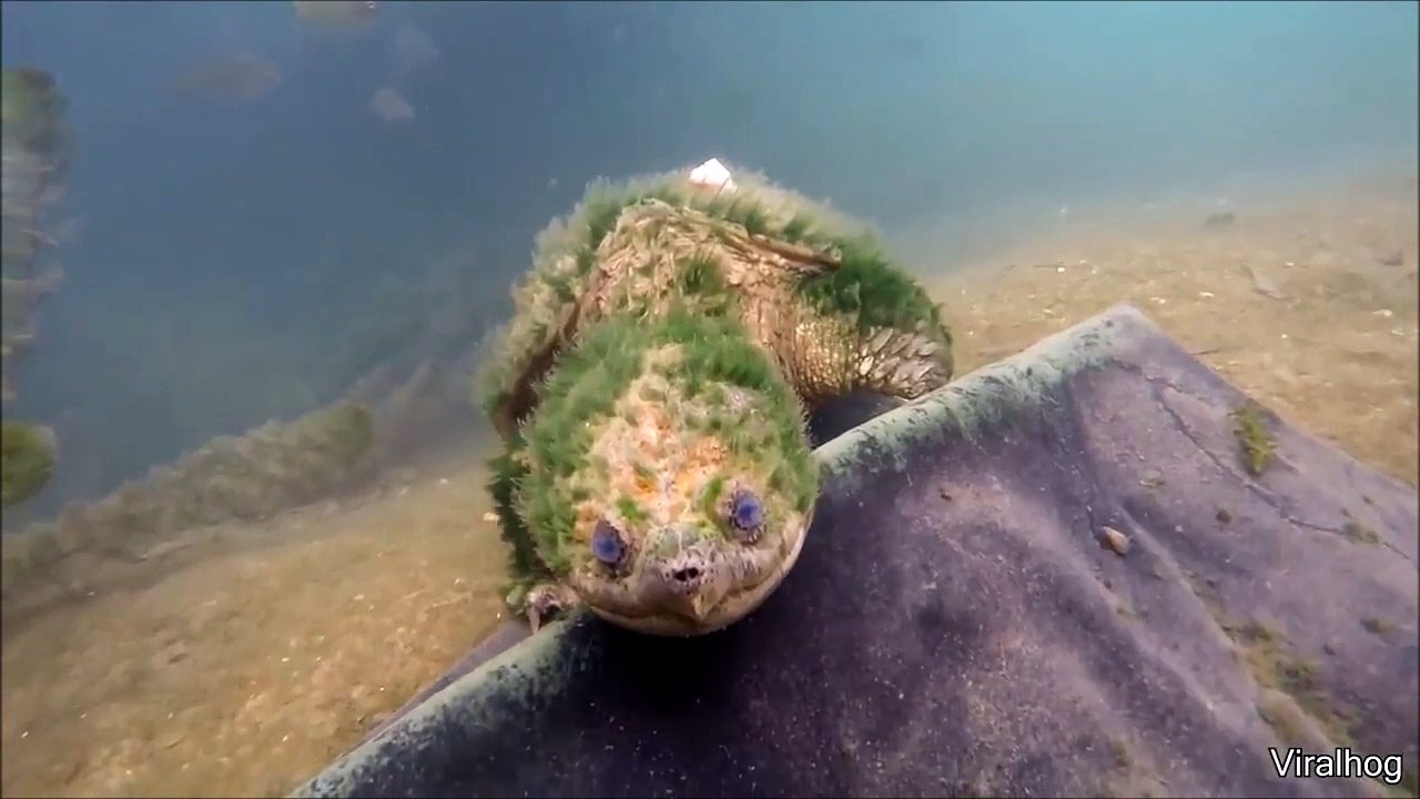 Cette tortue ressemble à un fossile vivant