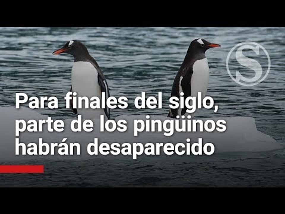 Para finales del siglo, parte del hielo y los pingüinos habrán desaparecido de la Antártida