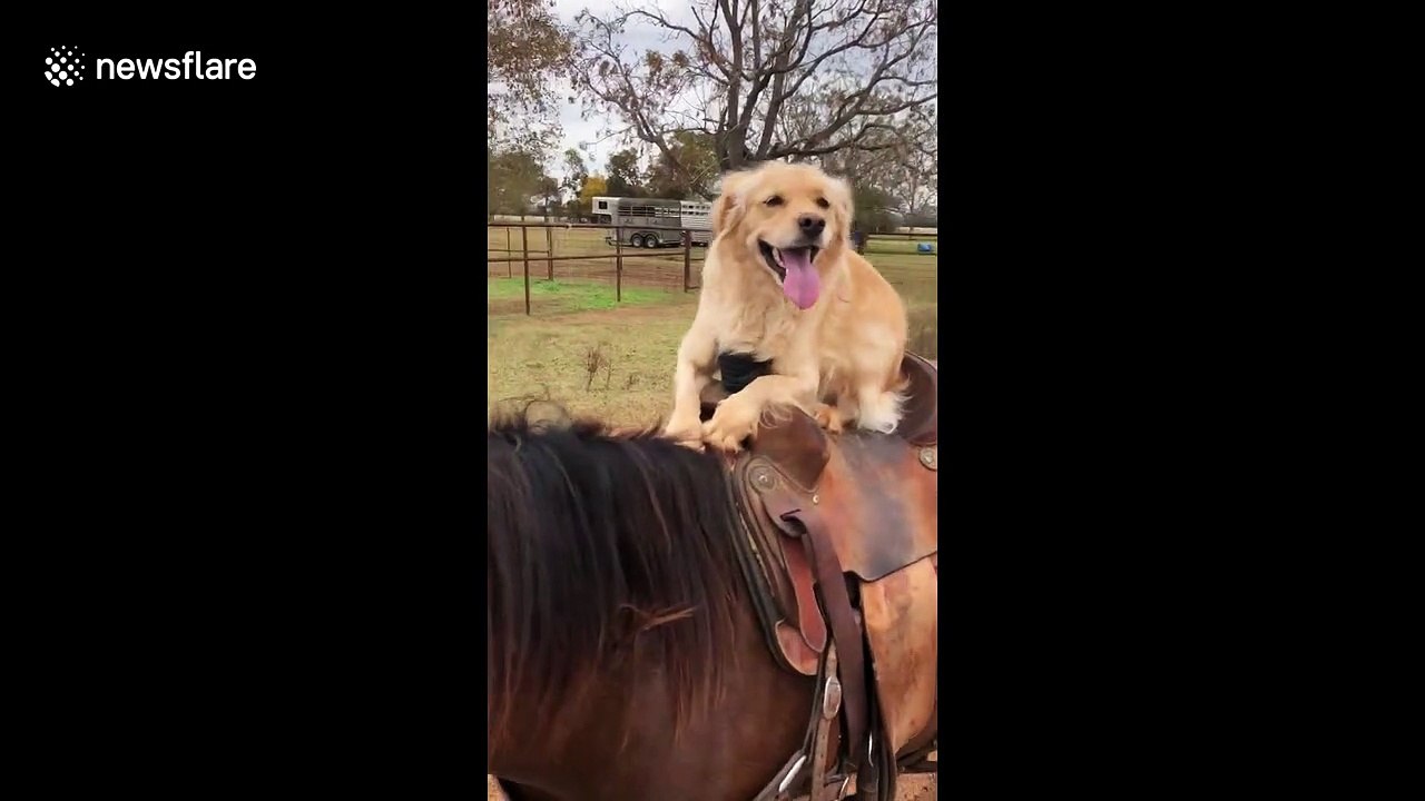 Dog rides horse