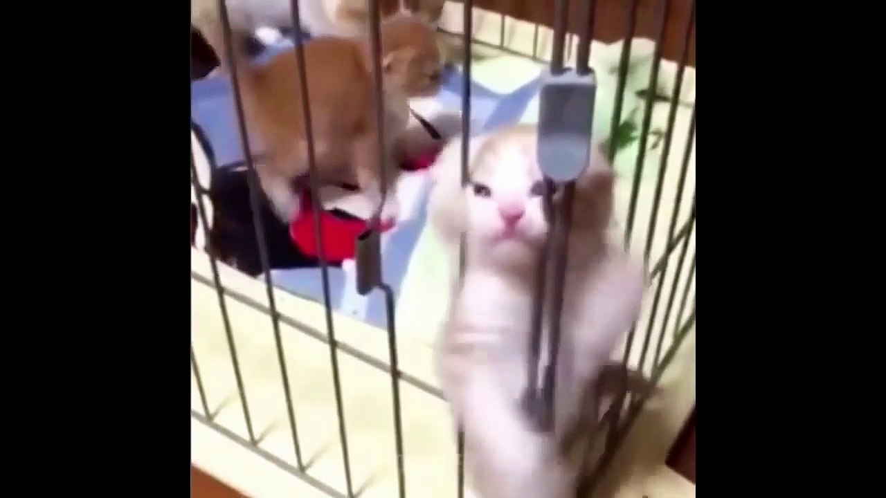 Cats are so funny you will die laughing - Funny cat compilation