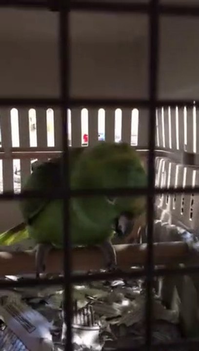 Ce perroquet pleure comme un bébé...