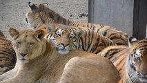 Un tigre qui dort sur une lionne... Adorable