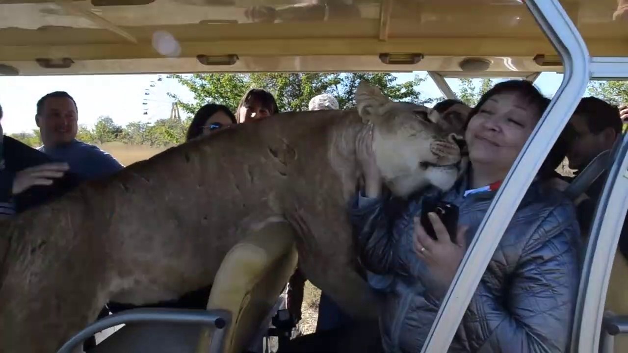 Une lionne bien trop caline avec les touristes