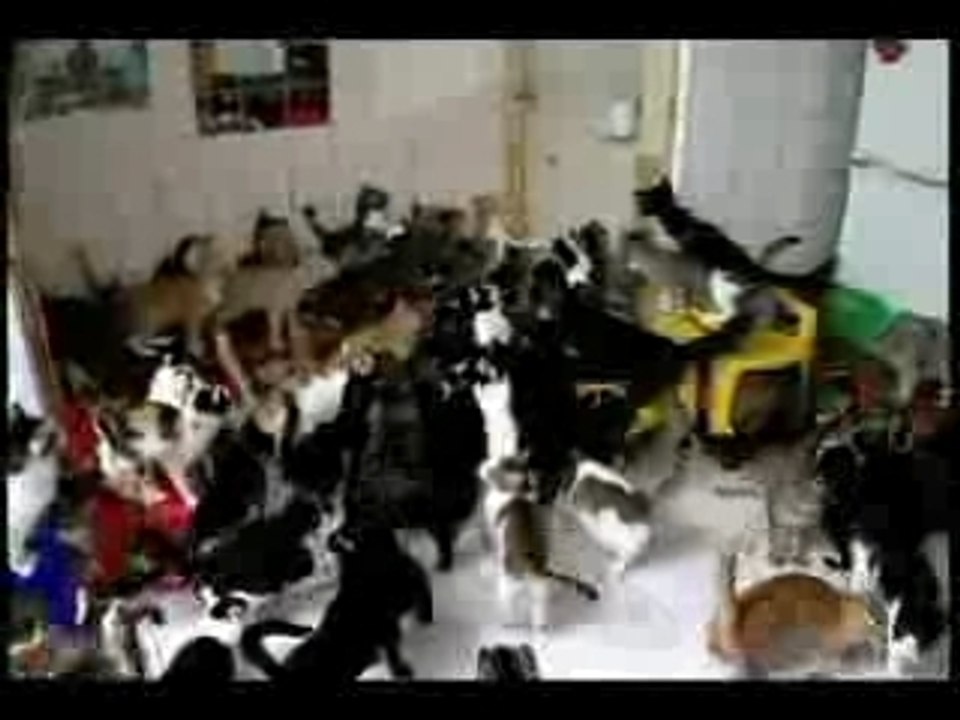 130 chats qui pogotes ^^