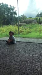 Lion Tries to Catch Some Kids